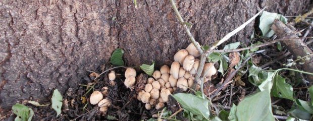 Bei fast allen Eschen sind Pilze am Stammfuß zu erkennen.